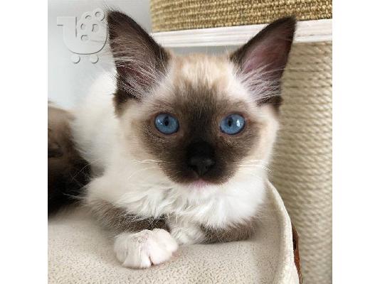 PoulaTo: Όμορφα γατάκια Ragdoll Διατίθεται προς πώληση.